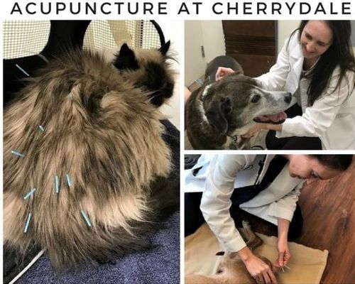 collage image for acupuncture at Cherrydale