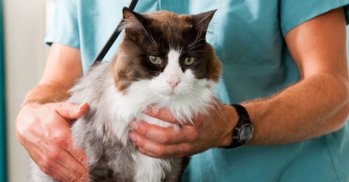 Cat before Treatment A fluffy cat with brown and white fur is held by a person wearing a teal scrub top and a stethoscope around their neck.