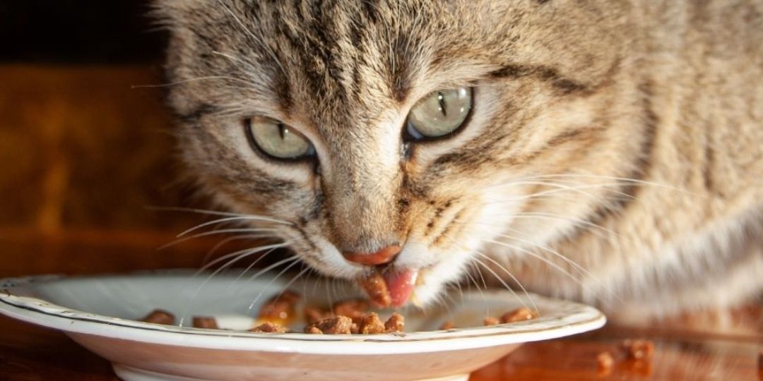 A tabby cat with green eyes eating from a white bowl of cat food.
