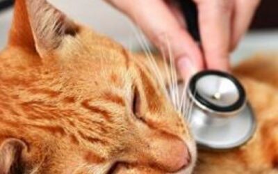 Importance of Routine Vet Visits for Cats