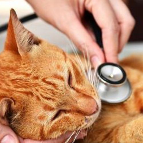 A person uses a stethoscope to listen to the chest of an orange tabby cat.