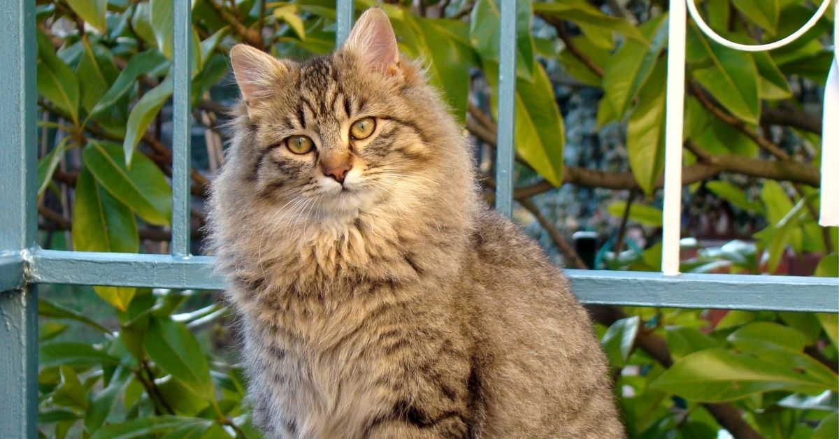 Cat sitting outside A fluffy tabby cat with yellow eyes sits in front of a green fence and foliage.