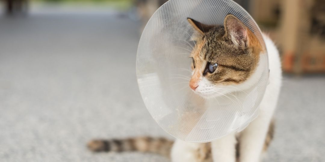 A calico cat wearing a clear plastic Elizabethan collar sits on a textured gray surface.