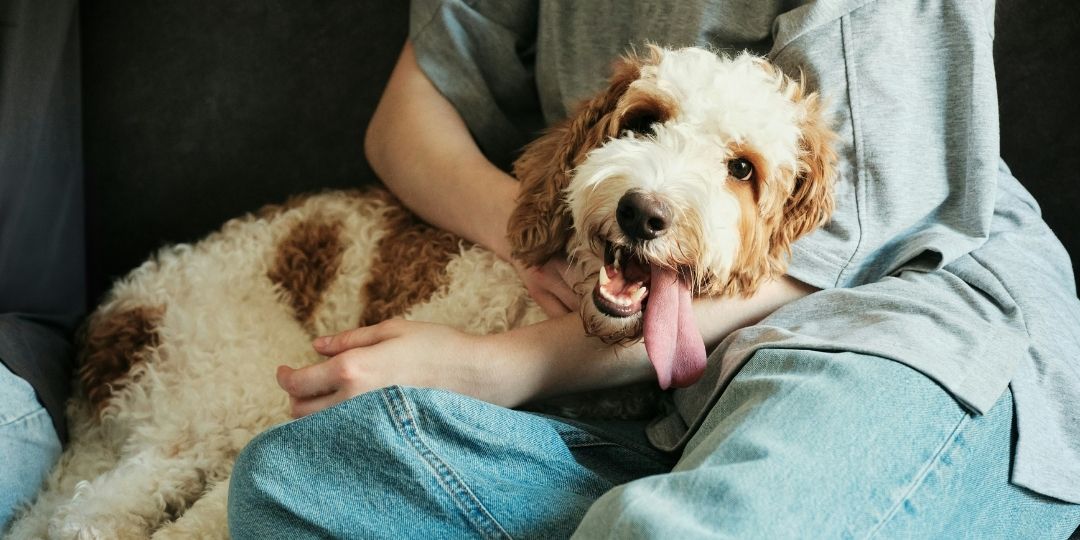 A fluffy dog with brown and white patches rests in someone's lap, with its tongue hanging out.
