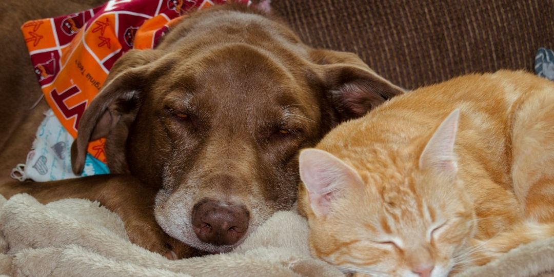 A brown dog and an orange tabby cat sleep soundly next to each other on a soft blanket.
