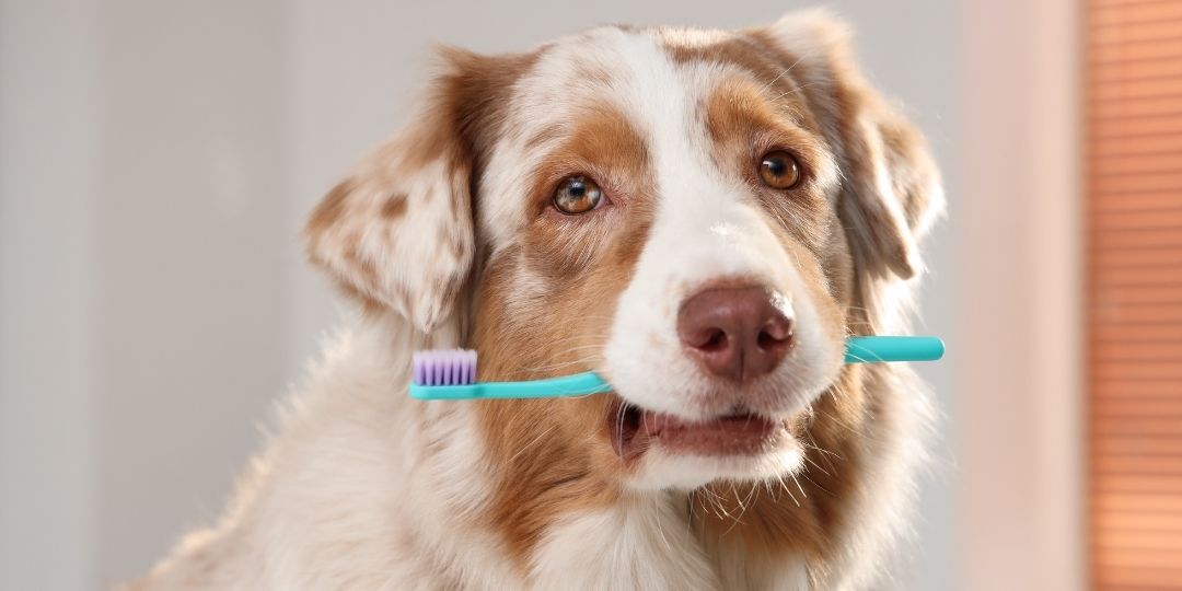 A brown and white dog holds a teal toothbrush with purple bristles in its mouth.