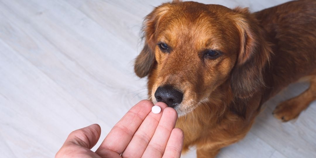 A person's hand holds out a white pill to a brown dog.