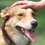 A hand gently petting the head of a happy dog with its tongue hanging out.