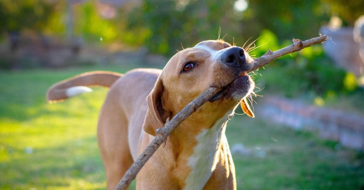 A tan dog with a white blaze on its chest holds a stick in its mouth while standing in a grassy yard with blurred trees in the background.