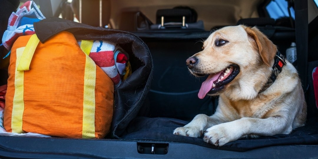 A light-colored dog lies in the open trunk of a car next to a bright orange bag and rolled-up blankets.