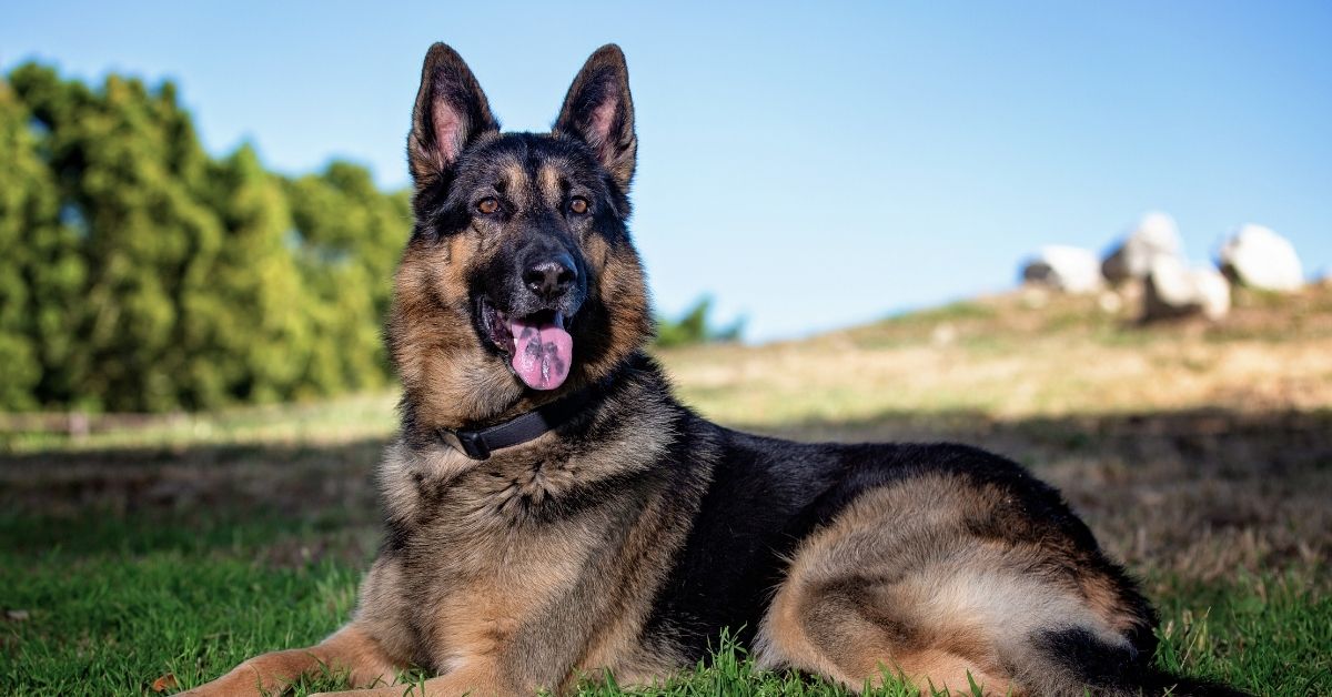 Dog on the floor A German Shepherd dog with black and tan fur lies on green grass with its tongue out and ears alert, under a clear blue sky.