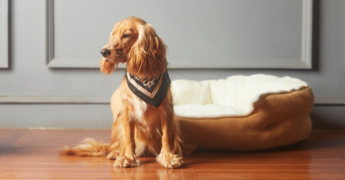Dog on the floor A golden cocker spaniel sits on a wooden floor, wearing a black and white bandana, next to a fluffy dog bed.