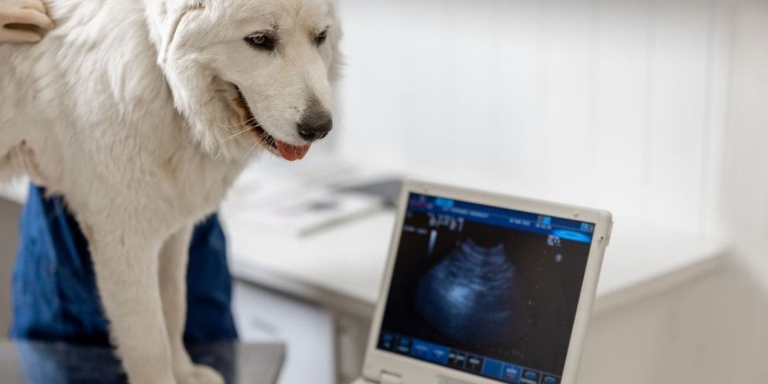 A white dog stands on an examination table next to an ultrasound machine displaying an image of an organ.