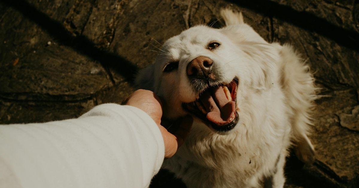 A person's hand pets a happy white dog with its mouth open and tongue out, lying on a rough, textured surface.