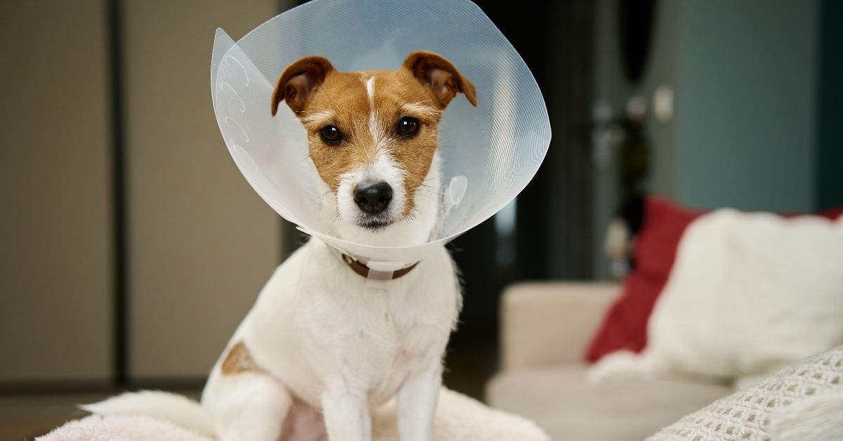 A Jack Russell Terrier dog wearing a clear plastic cone around its neck sits on a soft blanket indoors.
