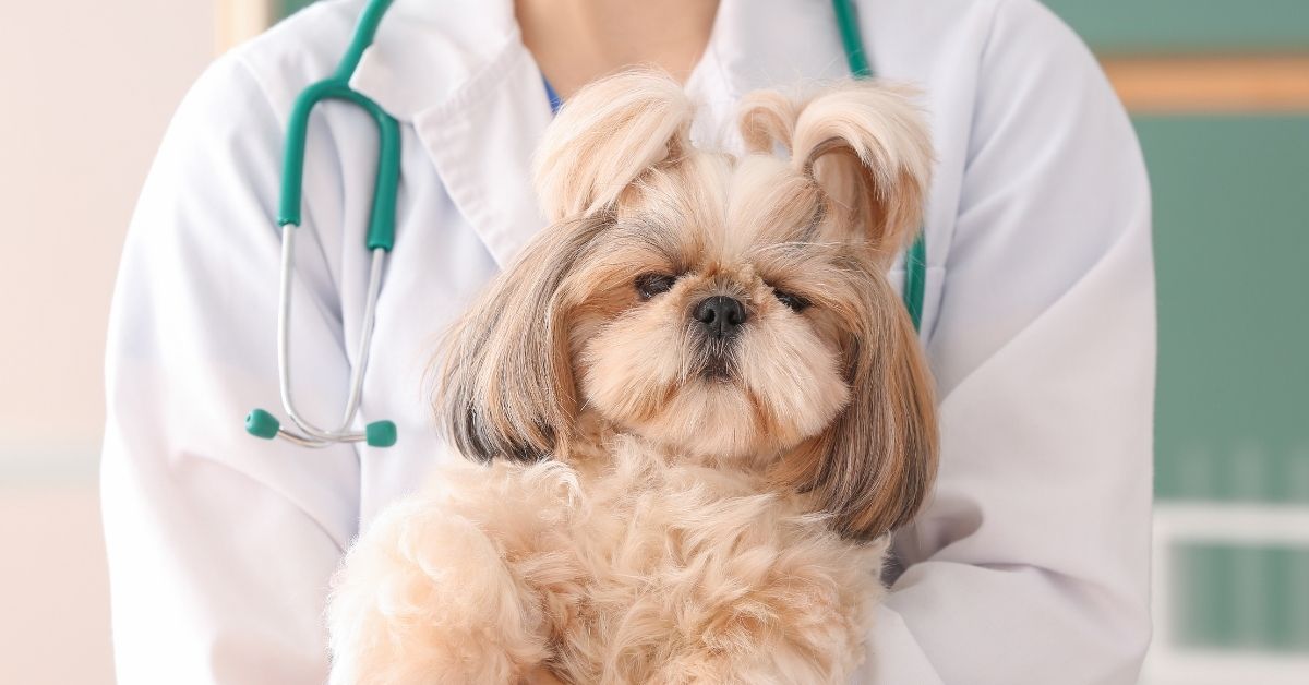 A fluffy Shih Tzu dog with long, light brown hair is held by a person wearing a white lab coat and a green stethoscope.