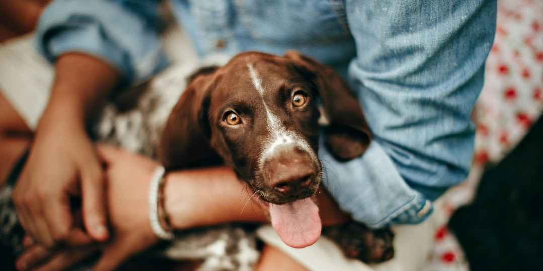 A brown and white puppy with its tongue out is being held by a person wearing a denim shirt.