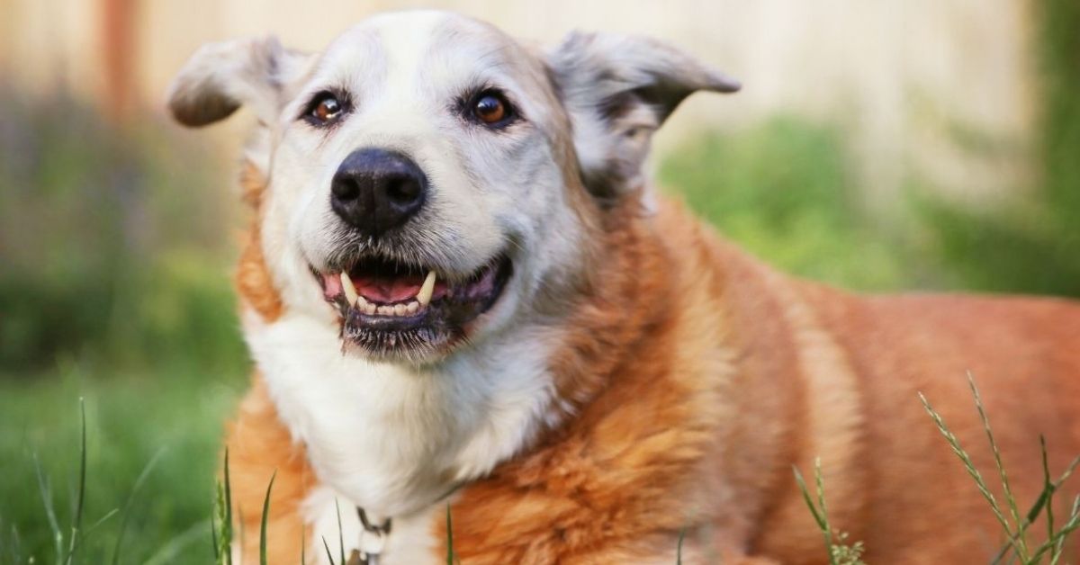 A tan and white mixed-breed senior dog lying in the grass.