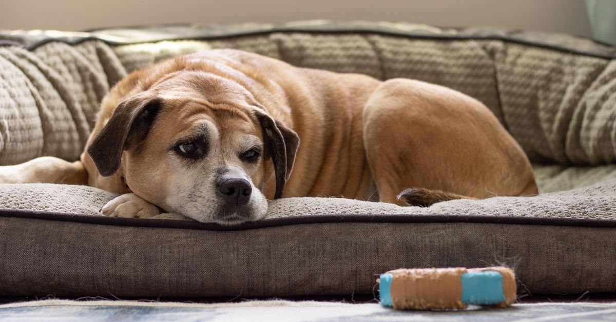 Old dog on sofa A brown dog with floppy ears rests its head on a plush dog bed, with a chew toy nearby.