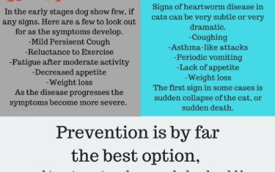 Heartworm Disease Awareness