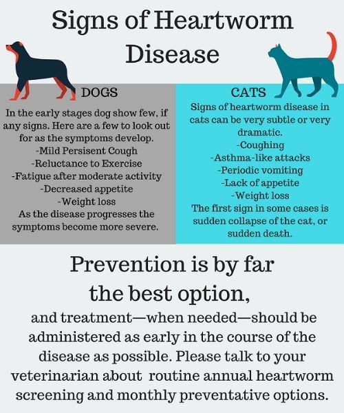PPT image Infographic for signs of Heartworm Disease