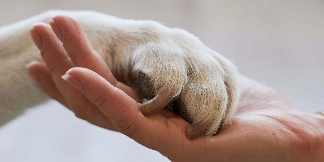 A person's hand gently holds a dog's paw.