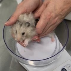 A person in a white lab coat holds a small hamster over a digital scale that reads 17.7 grams.