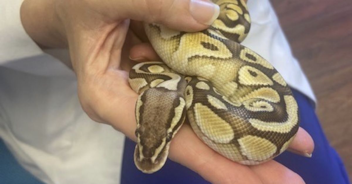 A person in a white lab coat and blue scrubs holds a patterned ball python in their hands.