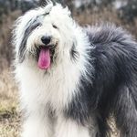 A shaggy Old English Sheepdog with gray and white fur stands in a field with its tongue hanging out.