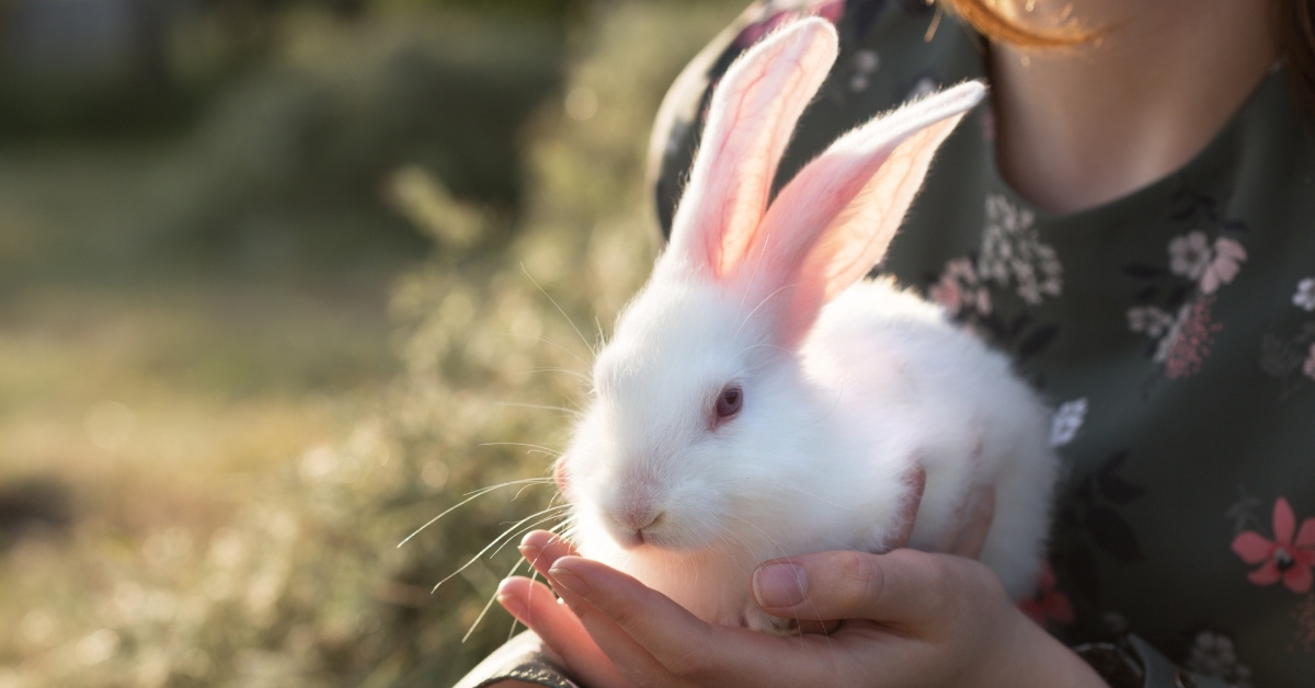 A person in a floral top gently holds a white rabbit with pink-tinted ears outdoors, its front paws resting in their hands
