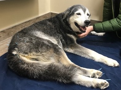 A dog with acupuncture needles inserted into its fur lies on a blue mat while a person gently pets its head.