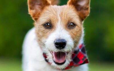 Pets and Dental Health