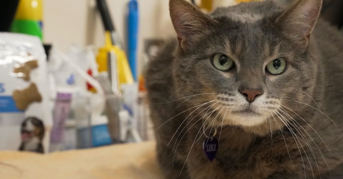 Gray tabby cat lying on a beige blanket, wearing a collar with a small tag, looking toward the camera; background shows a softly blurred room with cleaning tools and bottles.