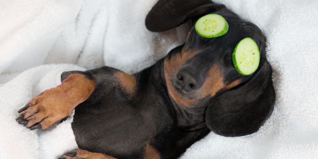 A dark and tan dog lying on a white blanket with cucumber slices on its forehead and around its eyes like a playful mask.