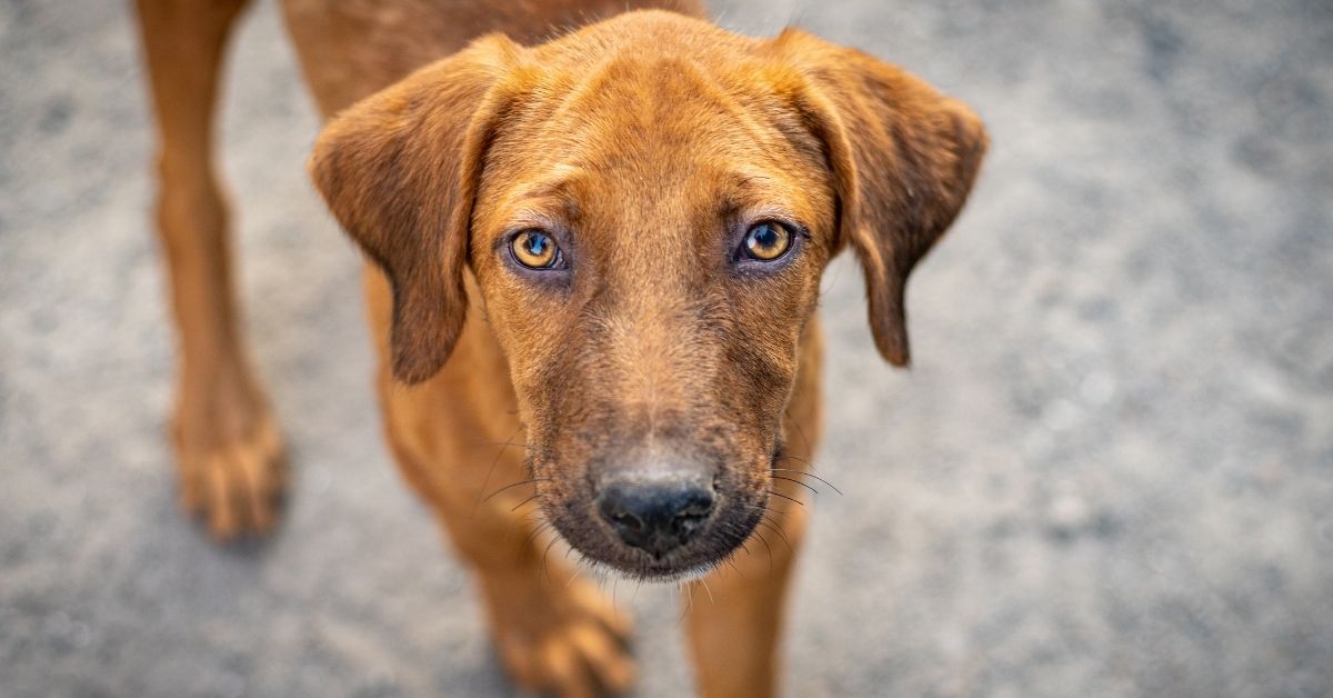 A tan dog with floppy ears and blue-gray eyes walking toward the camera on a gray asphalt surface, with one front paw lifted mid-step.