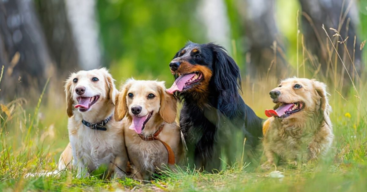 Five dogs resting together in green grass at the edge of a forest, with one dark dog in the center and three lighter dogs nearby, all with tongues out and relaxed expressions.