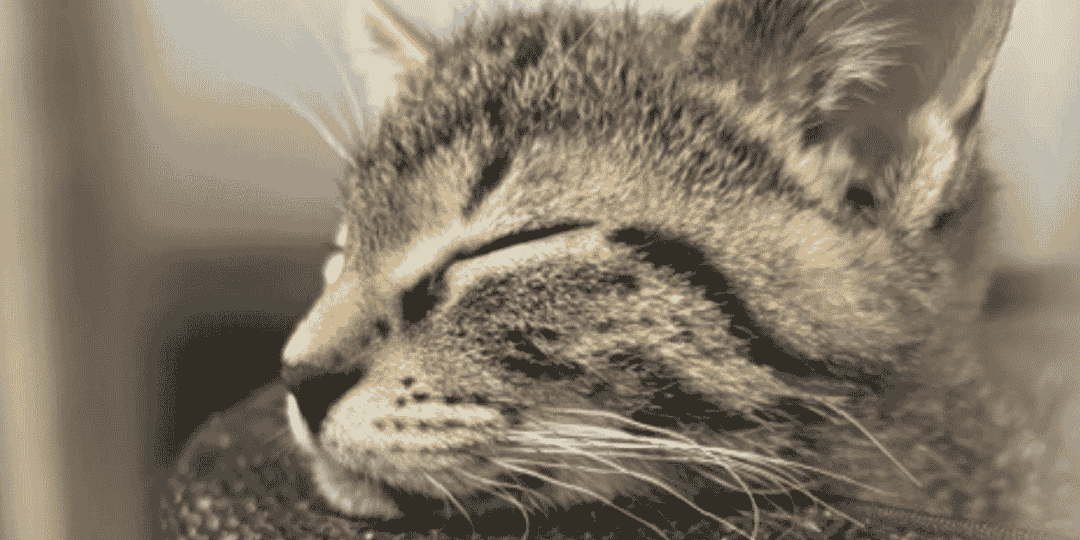Haku cat Boarding