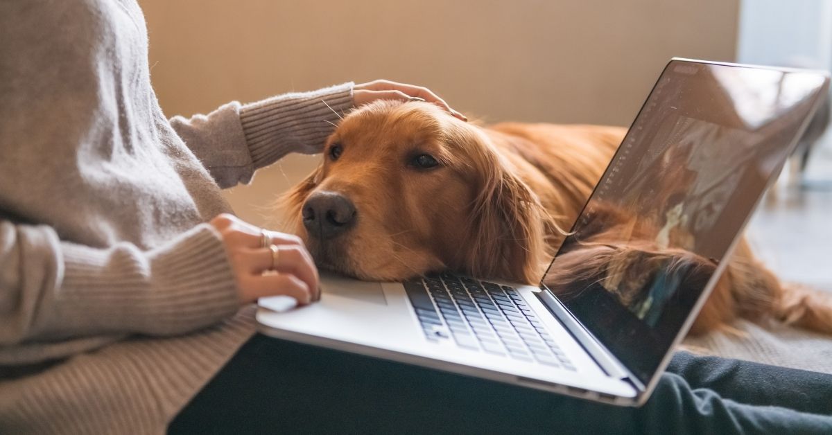 Pet owner working on laptop