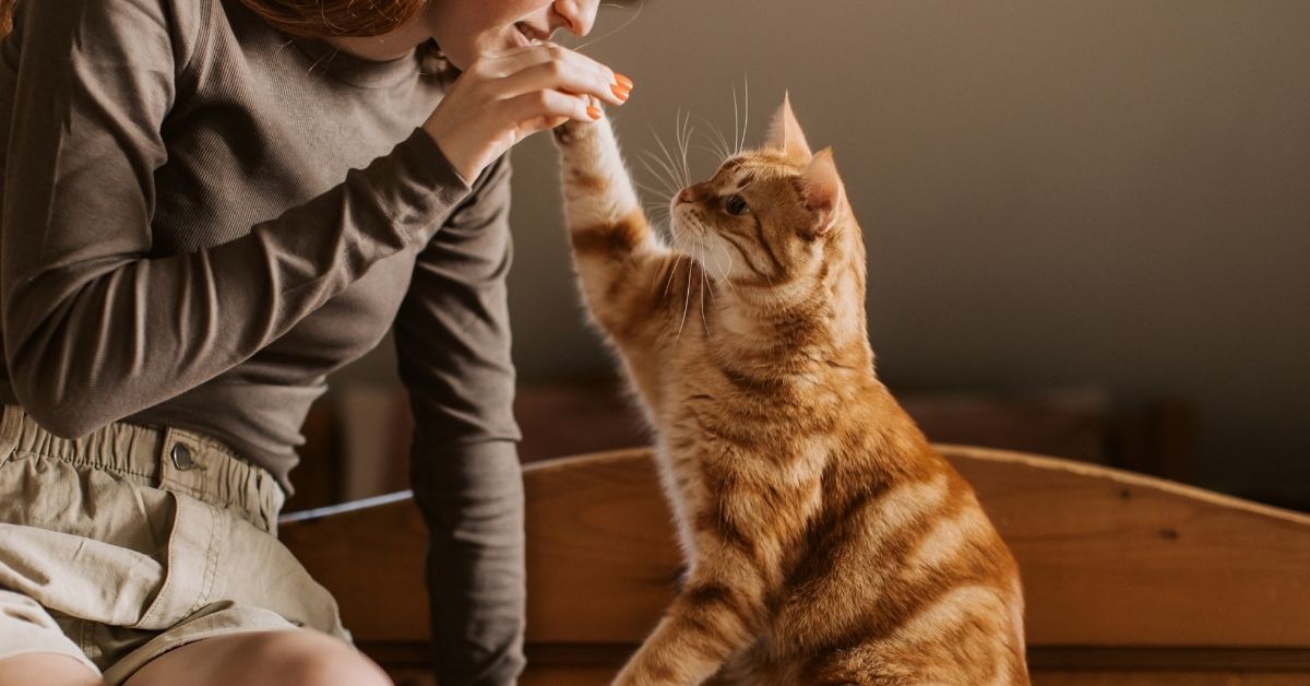 A person in a cozy room sits beside a sitting tabby cat, gently touching its paw and feeding it from their hand while a book lies open on the table.