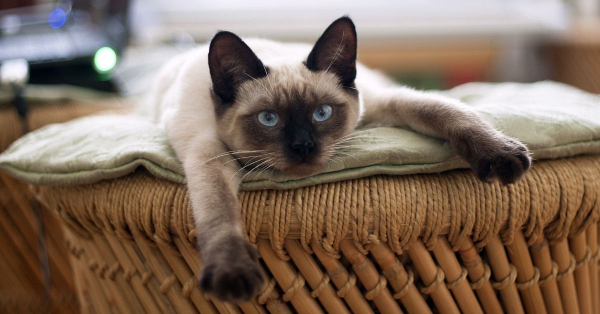 A Siamese cat with blue eyes lies stretched on a woven cushioned basket, resting its front paws on the edge while the background shows a softly blurred room.