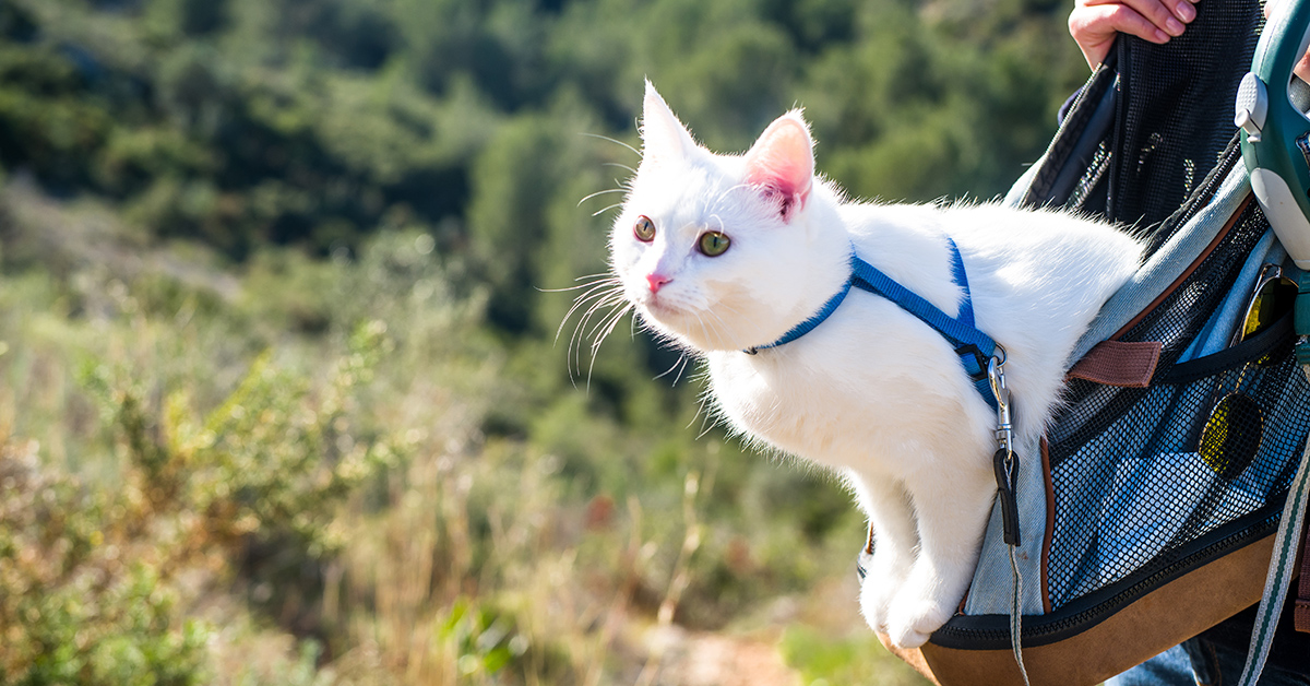A white cat wearing a blue harness peeks out of a travel carrier bag