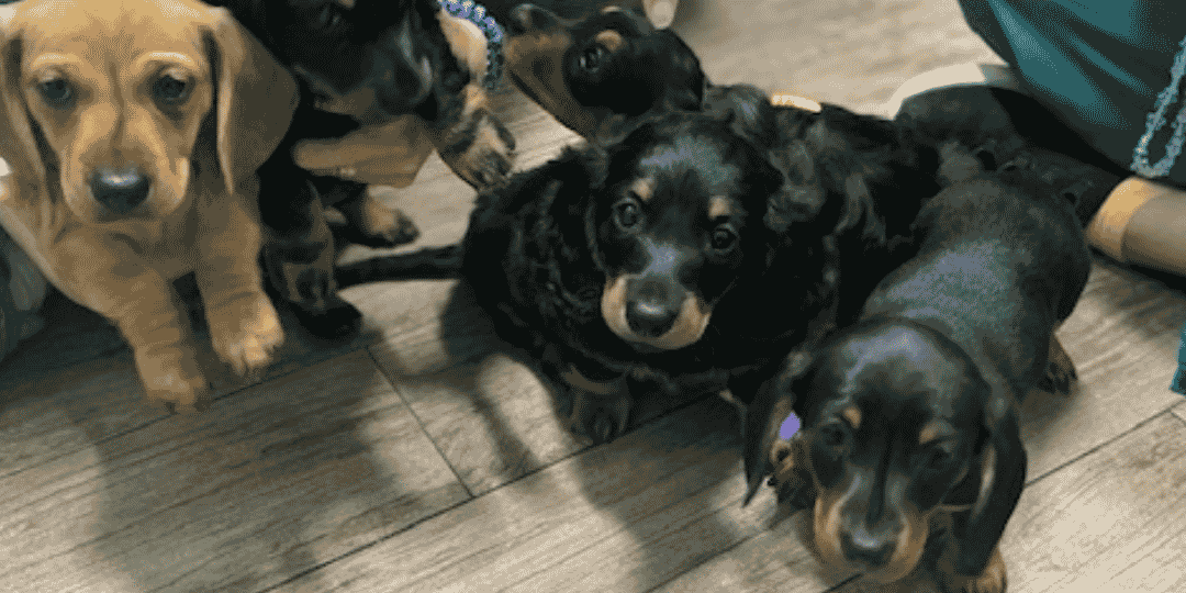 Several small puppies lie on a wooden floor indoors while a hand reaches toward one puppy; a person in teal pants and a teal bag are visible in the background.
