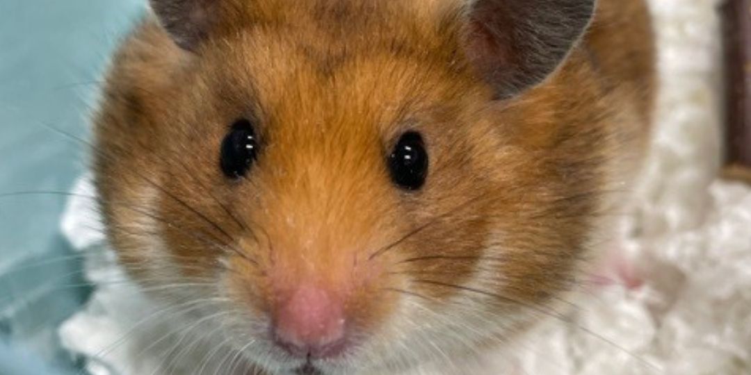 A small hamster with brown fur and dark eyes sits in a blue plastic container lined with white bedding, facing the camera.