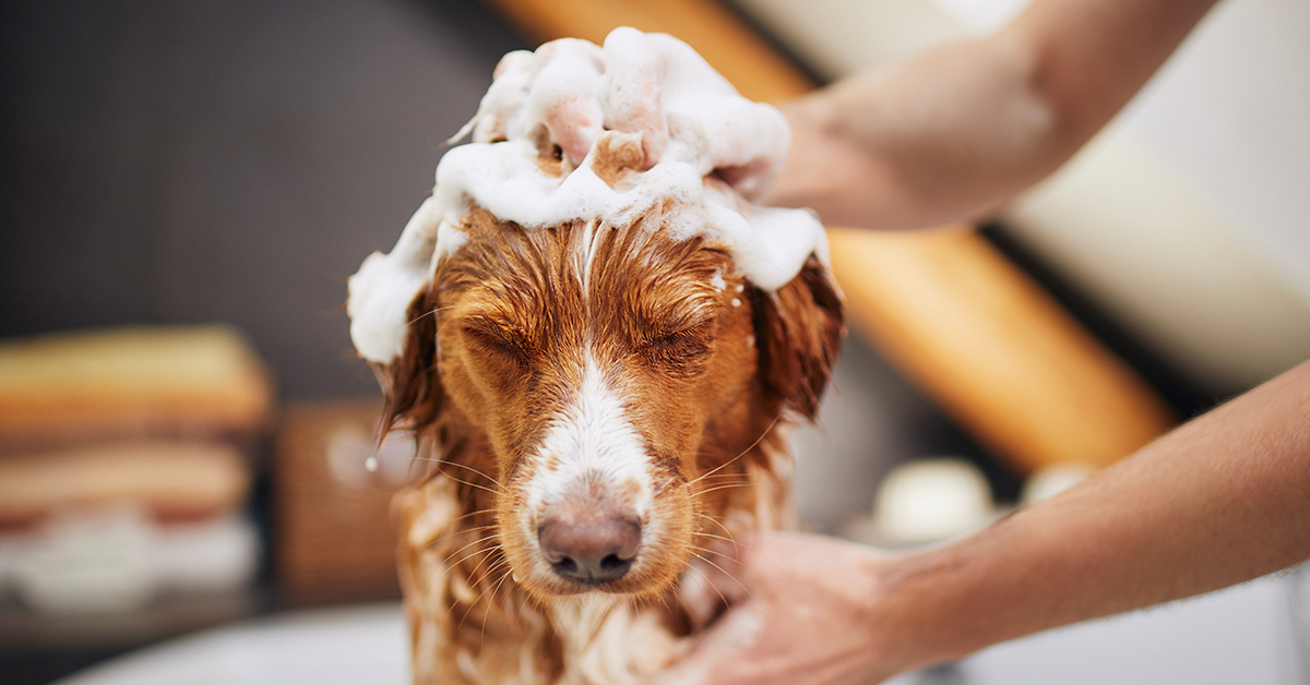 Brown and white dog getting a gentle shampoo bath, eyes closed, at Cherrydale Veterinary Clinic
